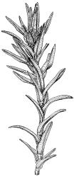 Tridontium cockaynei, habit, male plant with terminal perigonium, moist. Drawn from J.E. Beever 113-50b, CHR 626655.
 Image: R.D. Seppelt © R.D.Seppelt All rights reserved